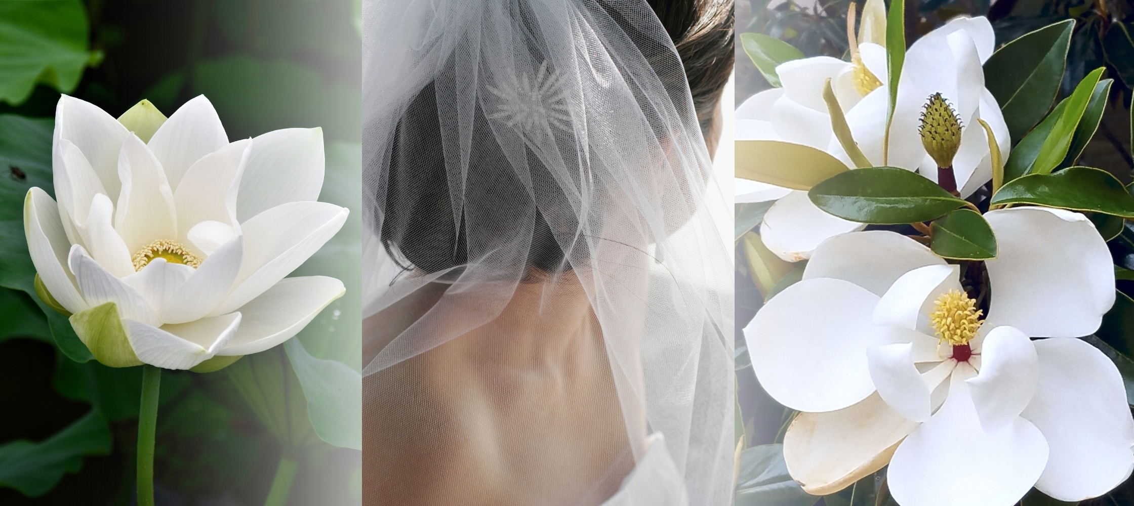 Magnolia Bride